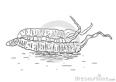 Black and white linear illustration of a cordyceps fungus. Superfood. Vector Illustration