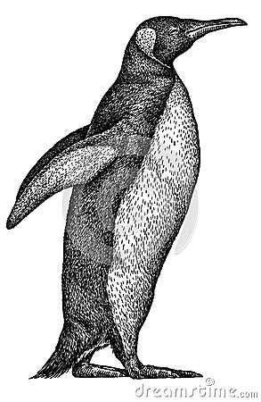 Black and white linear paint draw penguin illustration Cartoon Illustration