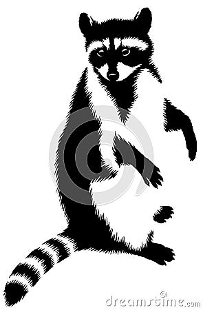 Black and white linear paint draw raccoon illustration Cartoon Illustration