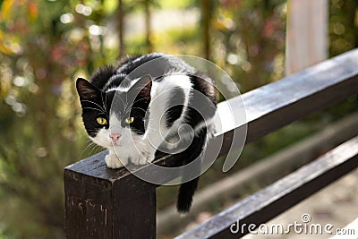 Black and white lonely cat sitting on wooden porch and looking at camera Stock Photo