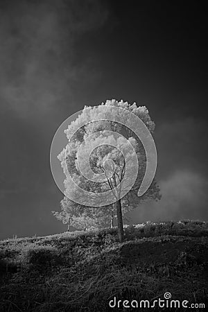 lonely tree Stock Photo