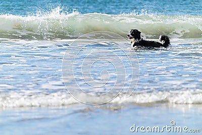 Black and white long haired dog frolicking and playing in surf Stock Photo