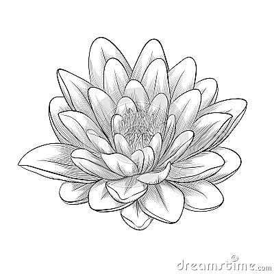 Black and white lotus flower isolated Stock Photo