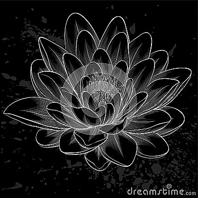 Black and white lotus flower painted in graphic style isolated Stock Photo