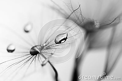 Black and white, macro, abstract composition with water drops on dandelion seeds Stock Photo