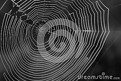 Black and White Macro Photography of a Spiderweb in Close Up. Stock Photo