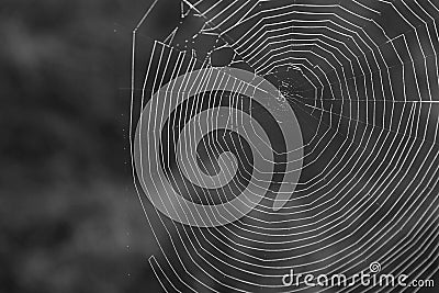 Black and White Macro Photography of a Natural Spiderweb in the Great Smoky Mountains. Stock Photo