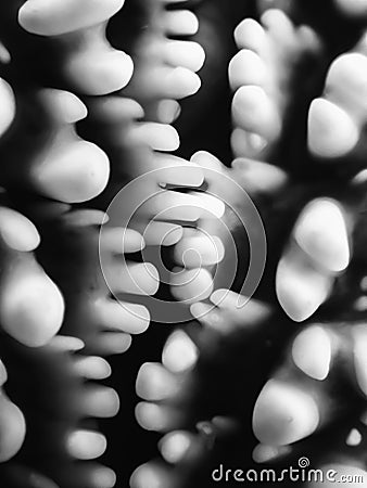 Rows of Unique Shapes in Monochrome Starfish Macro Stock Photo