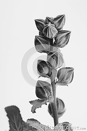Black and white macrophoto of plant object with depth of field Stock Photo