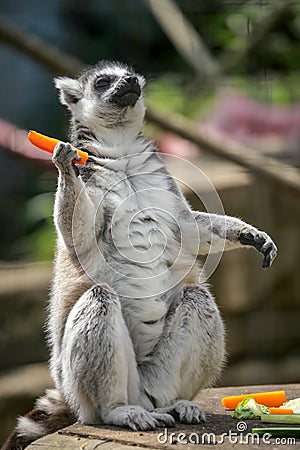 Lemur eating carrot in the zoo Stock Photo