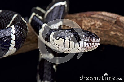 Black and white Mangrove snake (Boiga dendrophila) Stock Photo