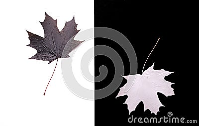 Black and white maple leaves, symmetry Stock Photo