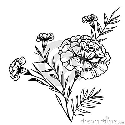 arigold isolated, hand-drawn floral element. vector illustration bouquet of marigold Vector Illustration