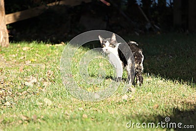 Mangy feral abandoned cat walks away Stock Photo