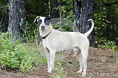 Black and white mixed breed dog Stock Photo