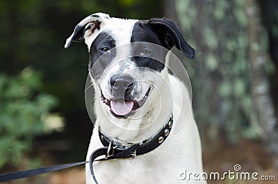 Black and white mixed breed dog panting tongue Stock Photo