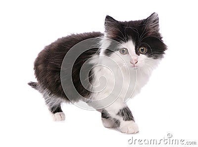 Black and white moggy cat Stock Photo