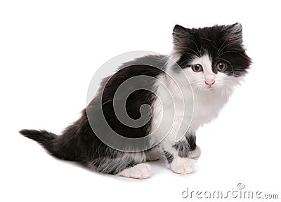 Black and White Moggy Cat Stock Photo