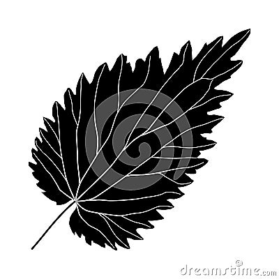 Black and white nettle leaf Vector Illustration