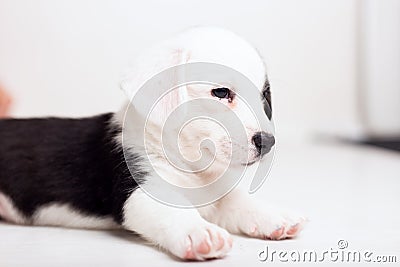 Black and white newborn lazy relaxed Corgi puppy Lies down on the wooden floor for sleeping, dog shudders in sleep Stock Photo