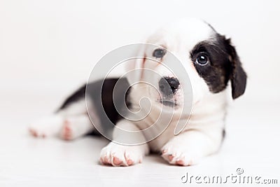 Black and white newborn lazy relaxed Corgi puppy Lies down on the wooden floor for sleeping, dog shudders in sleep Stock Photo