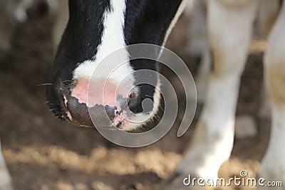 Dairy cow nose- front cover for dairy cows or dairy milk industry Stock Photo