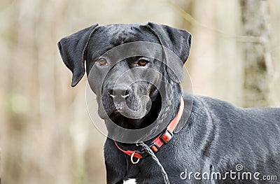 Pointer Labrador Retreiver mixed breed dog Stock Photo