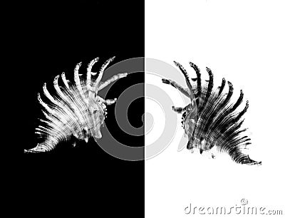 black and white one mambeda lambis shell on a white background Stock Photo