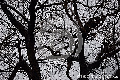 Black and white outline of branches against a grey sky Stock Photo