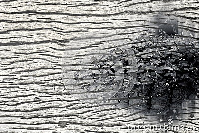 Black and white ,overlay Ornamental plants in pots of dried coco Stock Photo