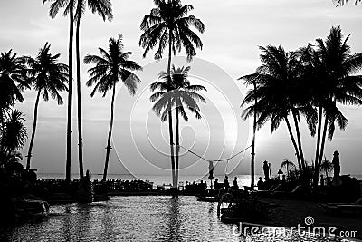 Black and white palm trees silhouettes on tropical beach. Nature. Stock Photo