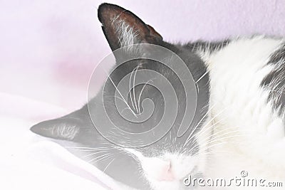 The little cat sleeps soundly. Stock Photo