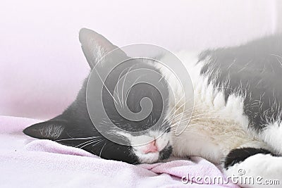 The little cat sleeps soundly on a pink terry blanket. Stock Photo