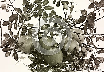 Black and white photo. Autumn. Apples. Autumn composition consisting of apples and leaves Stock Photo