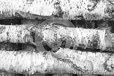 Black and white photo of birch logs Stock Photo