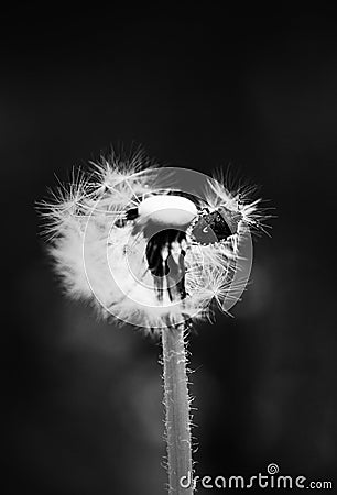 This black and white photo captures a solitary dandelion. A small bug seats on fluff adding to the charm of the picture Stock Photo