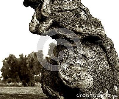 Fragment of an old olives trunk in Italian Apulia Stock Photo