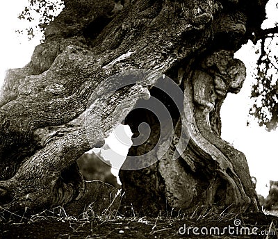 Cracked trunk of old olives grows out of the ground in the Italian Apulia Stock Photo