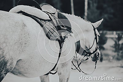 The black-and-white photo depicts a gray horse adorned with a saddle, stirrups, and a bridle. The sport of horseback riding Stock Photo