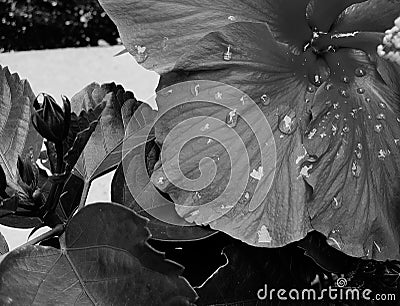 Black and white photo of a flower with water drops on the peddles Stock Photo