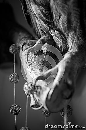 Black and white photo of hawk clutches sitting on big branch Stock Photo