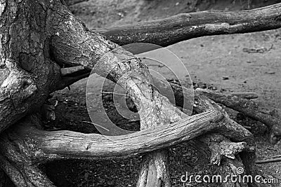 Black and white photo of large spruce roots Stock Photo