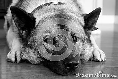 Black and White Photo of Norwegian Elkhound Dog Stock Photo