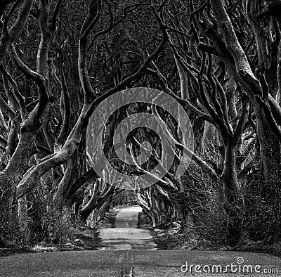 Black and white photo of Road through the Dark Hedges a unique beech tree tunnel road n Ballymoney, Northern Ireland. Game of Stock Photo