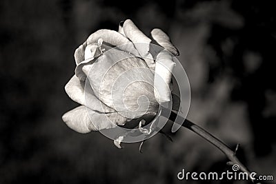 B&W image of a rose. Stock Photo