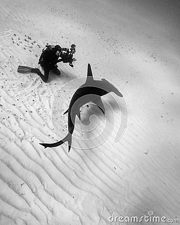 A Scuba Diver Photographs a Great Hammerhead Passing Nearby in the Bahamas Stock Photo