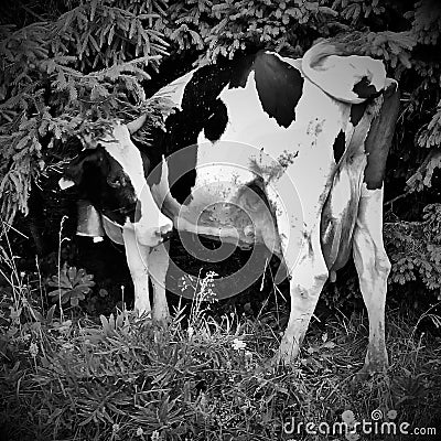 black and white photograph of a dairy cow. Stock Photo