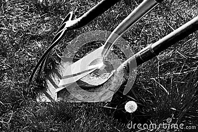 Black and white photograph of a gardening fork and two gardening spades in grass Stock Photo