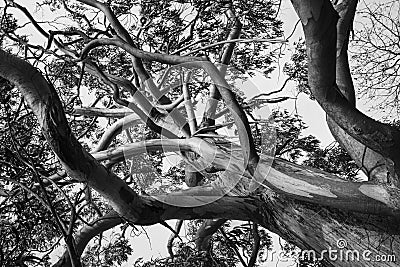 Black and white photograph of a large eucalyptus Stock Photo