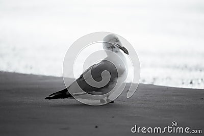 Australian Seagull With No Feet Stock Photo